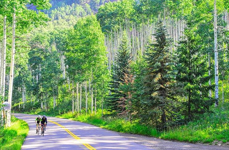 Cycling through a forest of aspen trees