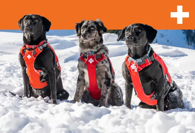 Patrol Dog Trading Cards at Aspen Snowmass