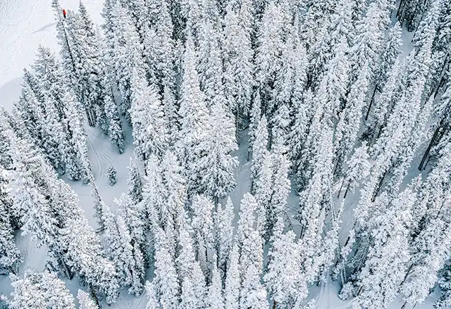 Snowy pine forest ski area aerial view