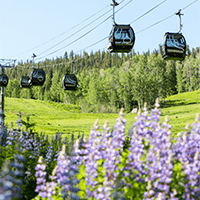 Elk Camp Gondola above a bed of purple wildflowers in the summer at Aspen Snowmass