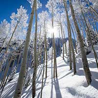 Aspen trees backlit on a sunny day