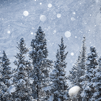 Snow falls peacefully in trees in a scenic image on the slopes of Aspen Snowmass