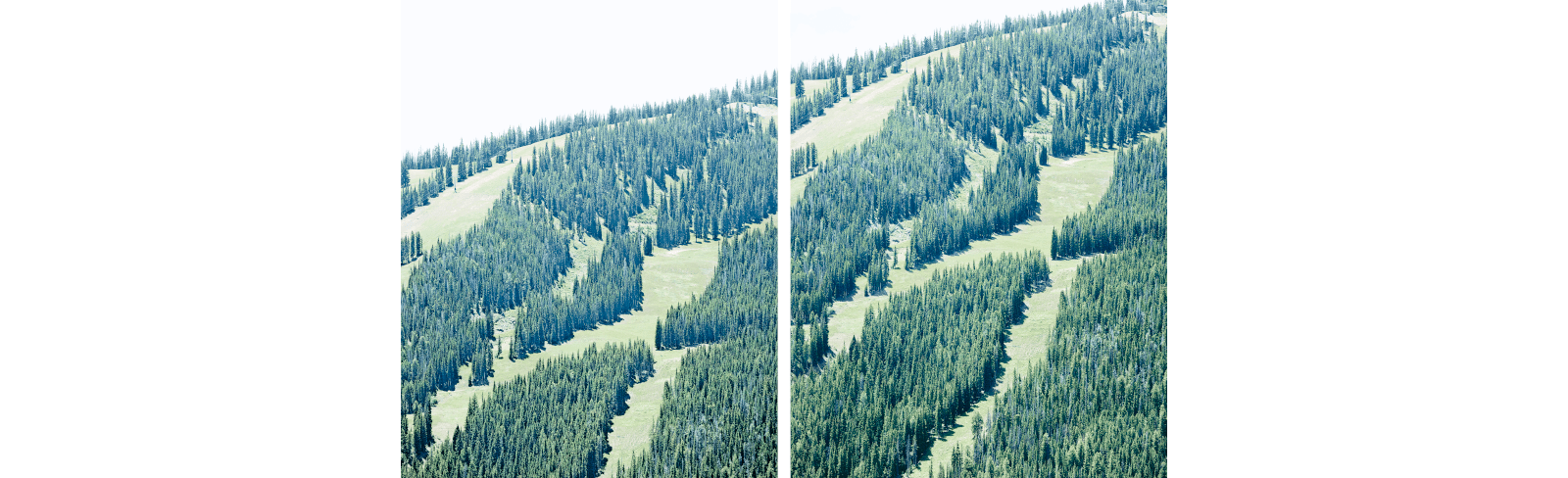a collage of trees on a mountain