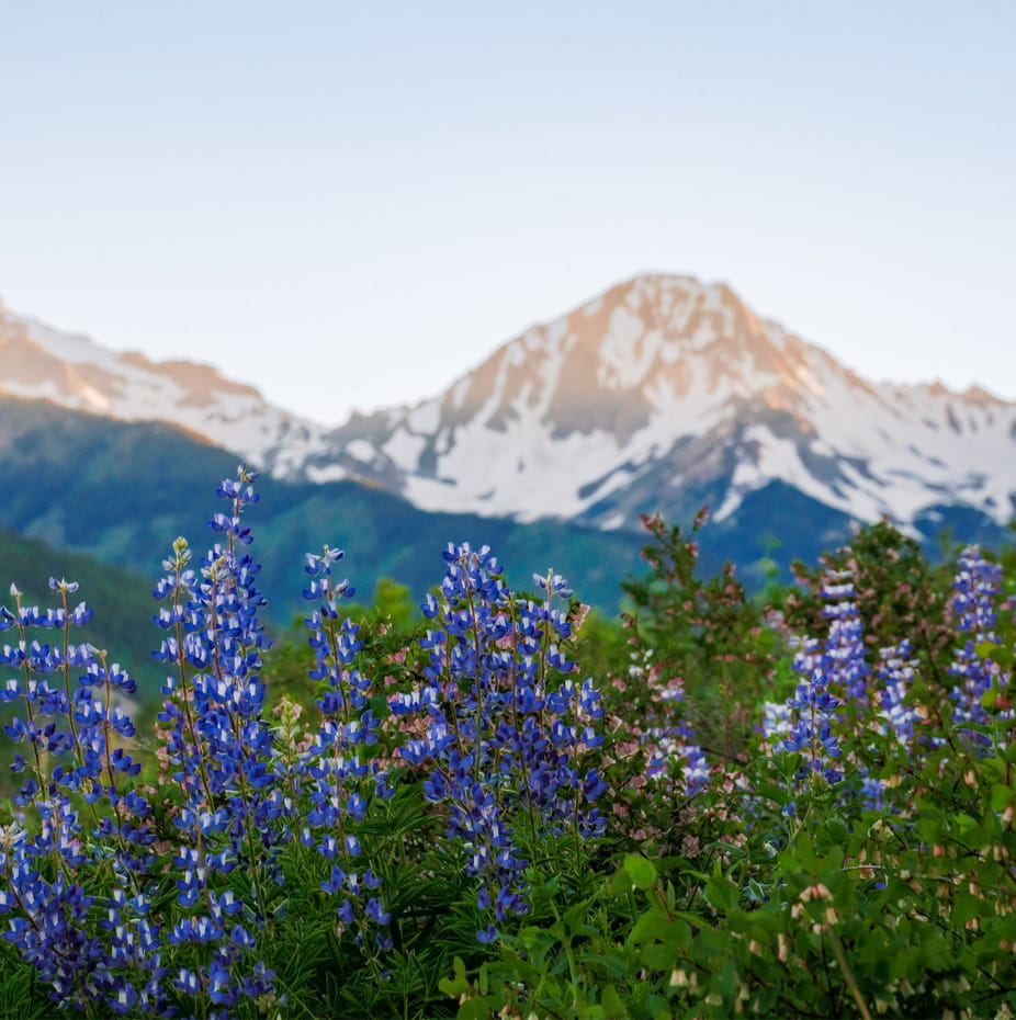 a purple flowers in front of a mountain