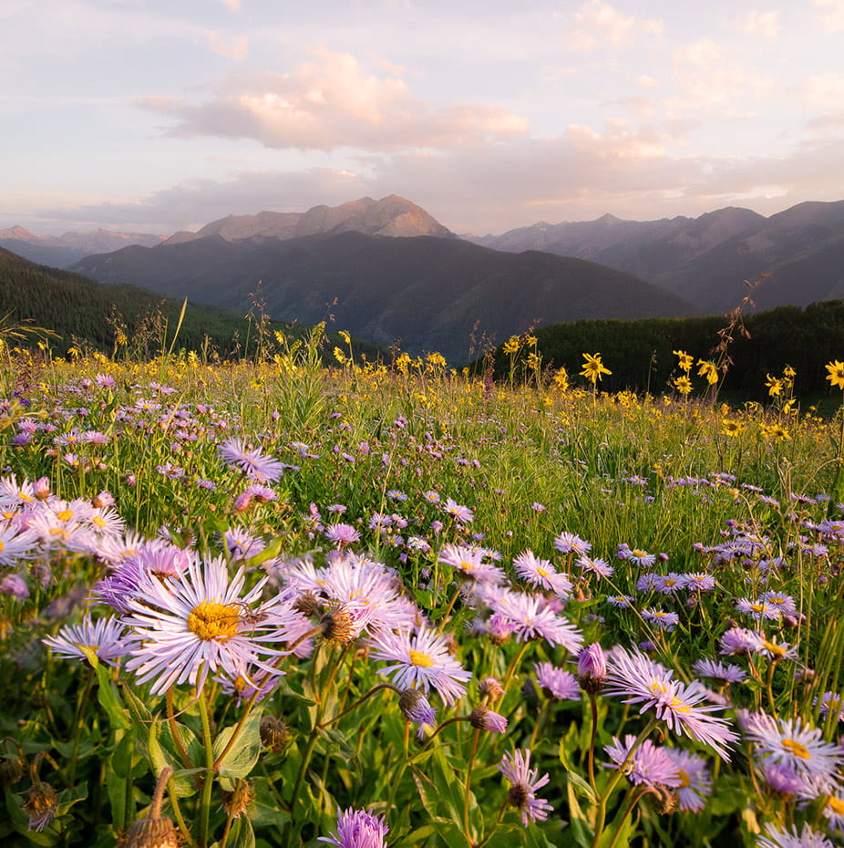 Wildflowers atop Aspen Mountain