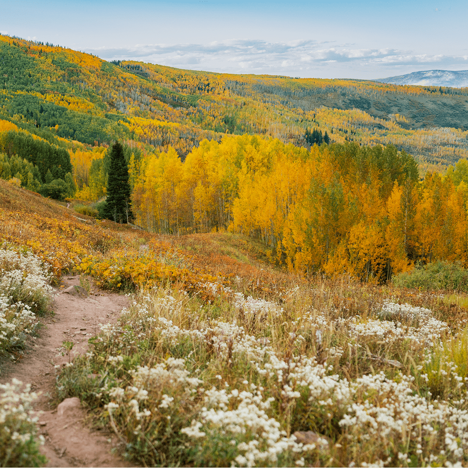 green, orange and yellow leaves on aspen trees, little white flowers line a dirt hiking trail
