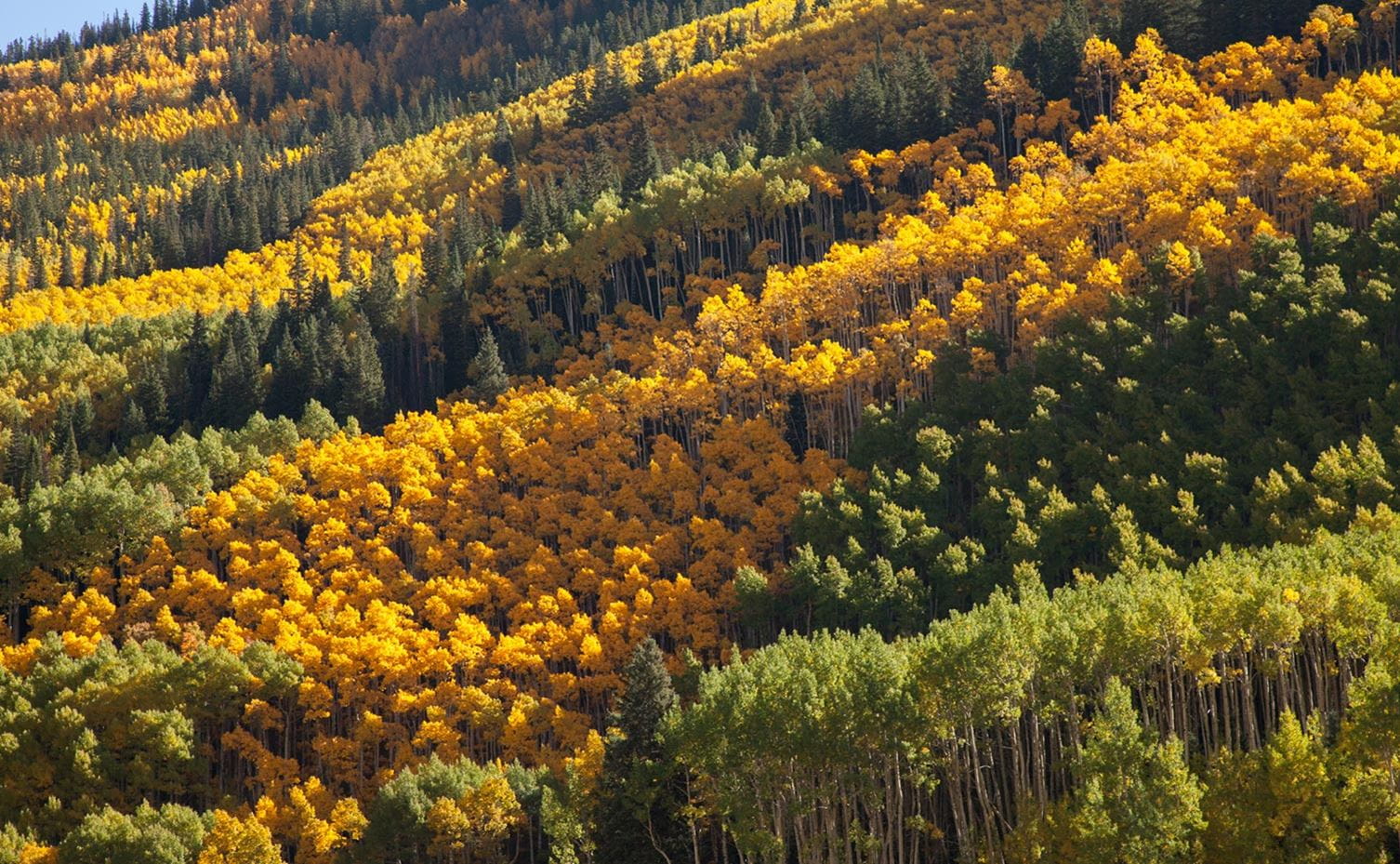 A spectacular stand of aspen trees create a spectrum of fall color near Ashcroft, Colorado.
