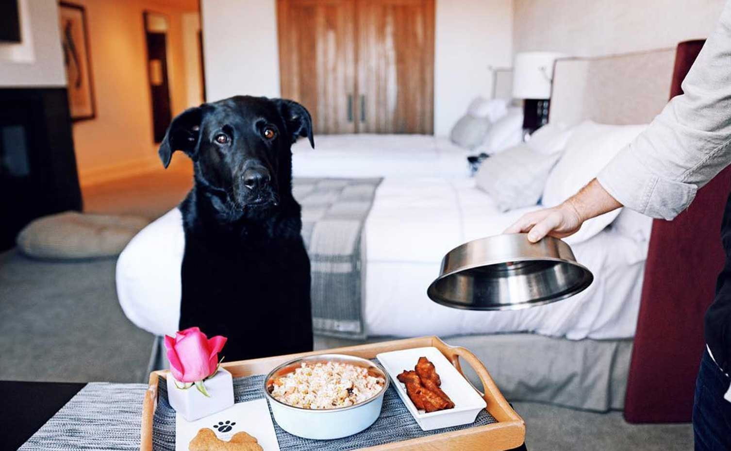Dog gets room service
