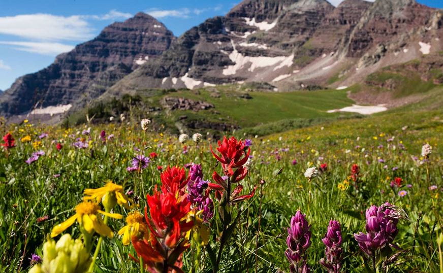 Wildflowers on display beneath the Maroon Bells.