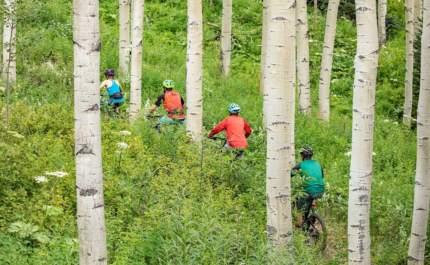 Mountain bikers in a glade of aspens on Snowmass