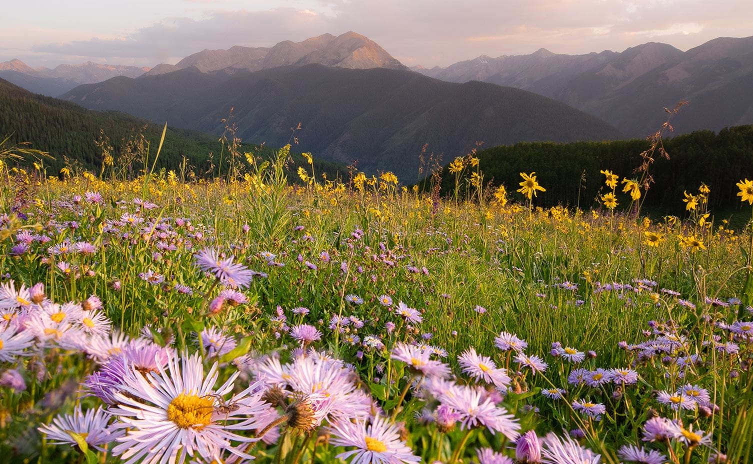 Wildflowers atop Aspen Mountain