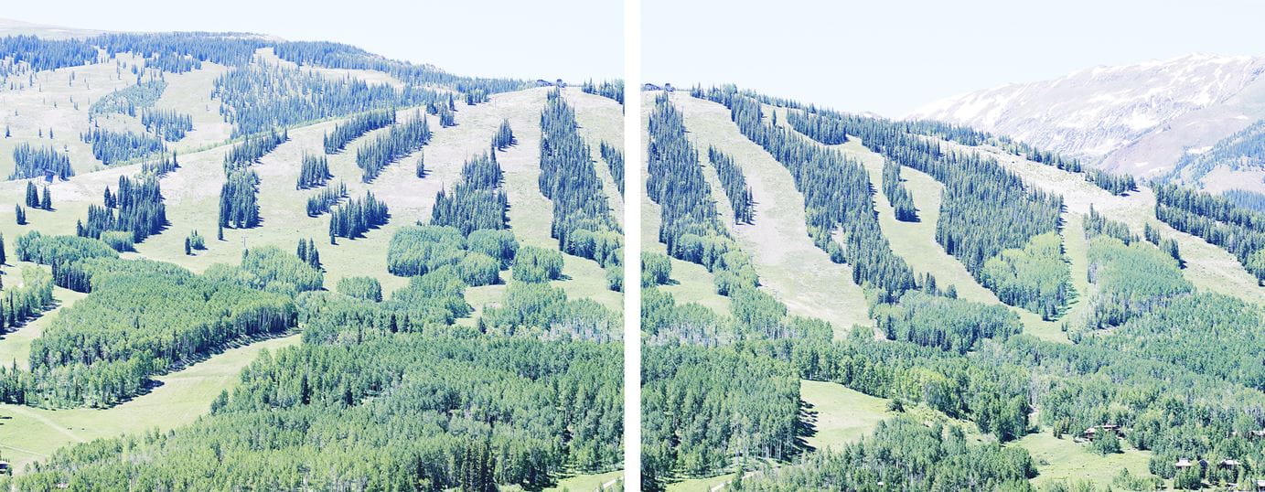 a collage of trees on a mountain