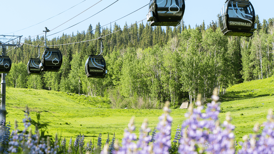 Summertime on Snowmass, green fields with purple flowers in foreground, and Snowmass gondola in background 