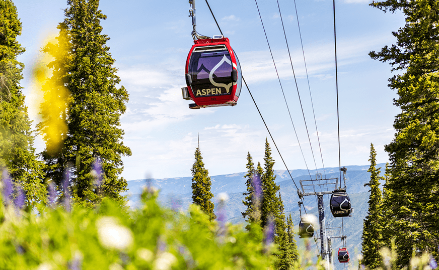 Red and black gondola cars travel up and down Aspen Mountain, with large green mountains in the background and green grass and purple flowers in the foreground 