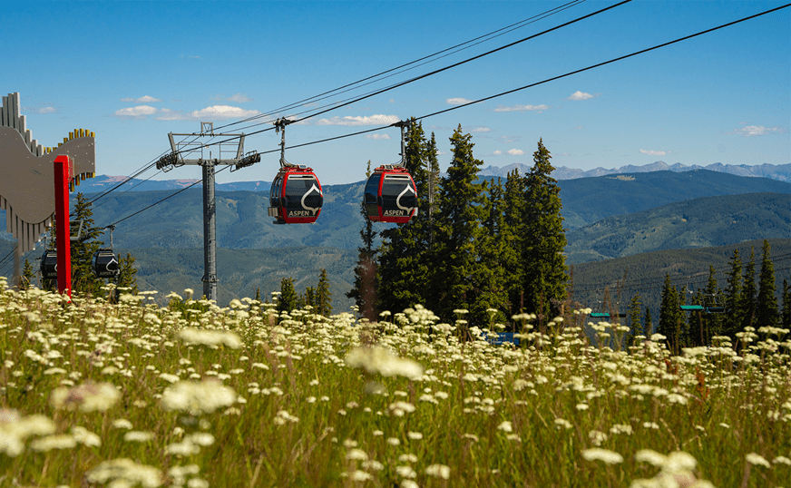 Gondola's move over grassy field, filled with pink wildflowers, as the gondola cars carry passengers to the top of Aspen Mountain