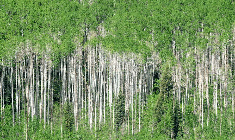 Aspen Trees on Aspen Highlands, in the summer