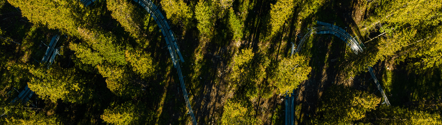 Aerial view of the pine trees that surround the Alpine Slide at Snowmass