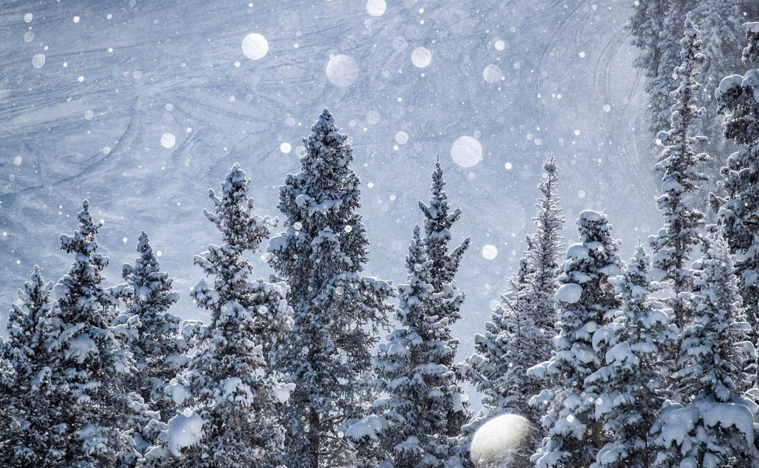 Snowflakes fall on pine trees near Aspen, Colorado