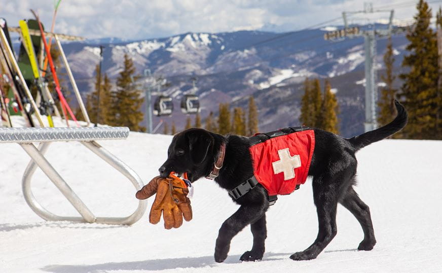Pet friendly lodging in Aspen Snowmass