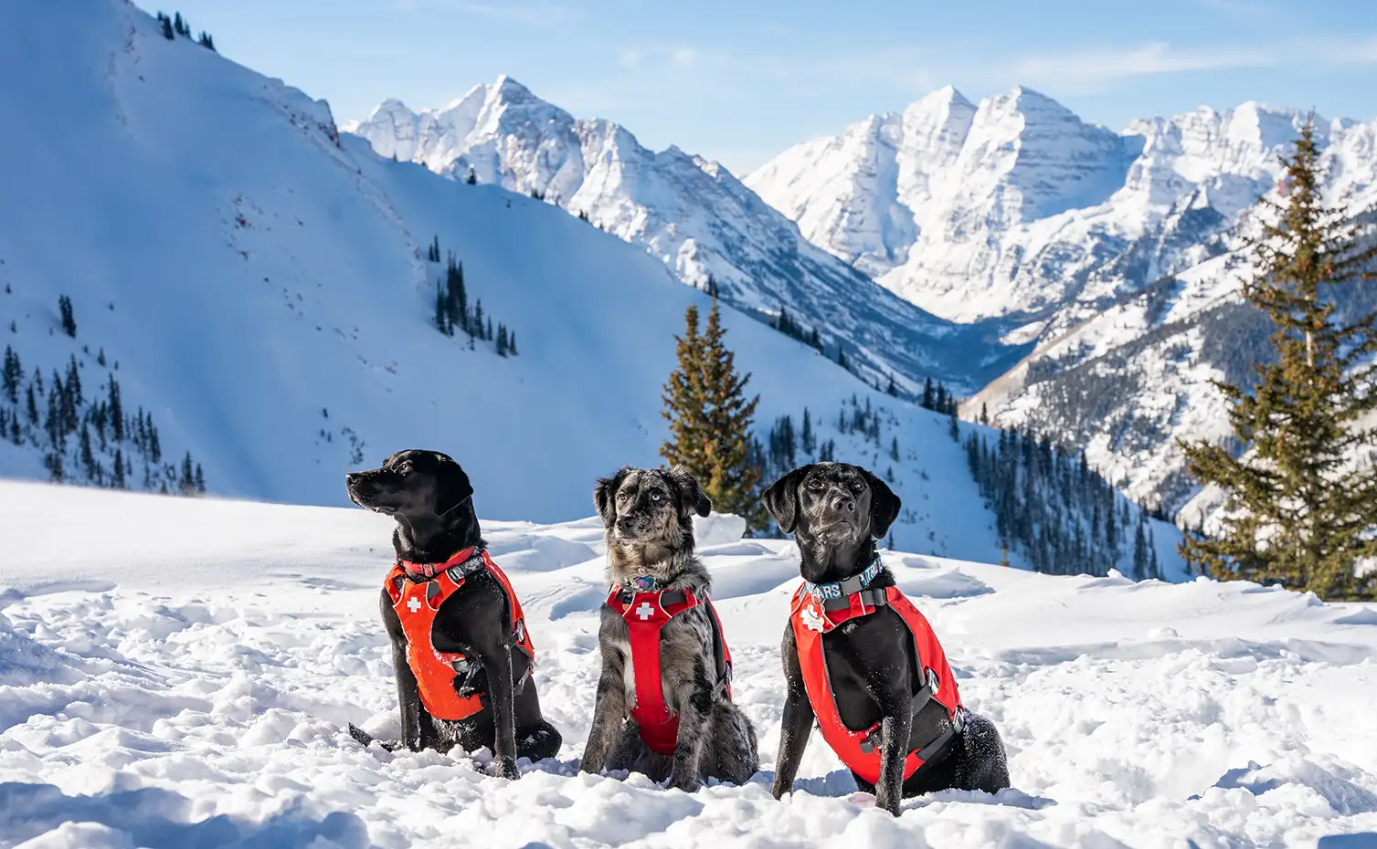 Ski patrol dogs at Aspen Highlands
