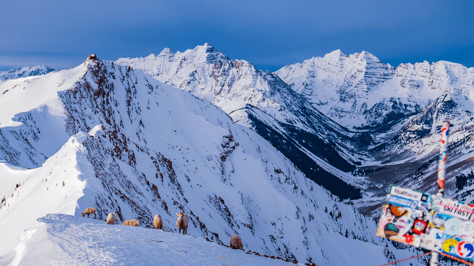 Aspen Snowmass Mountain Goats