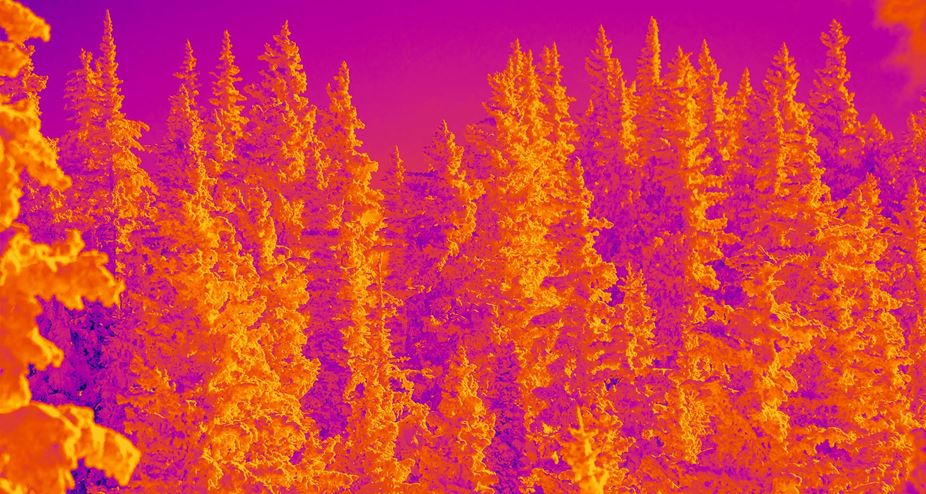 Infrared forest graphic for Aspen Snowmass Sustainability report
