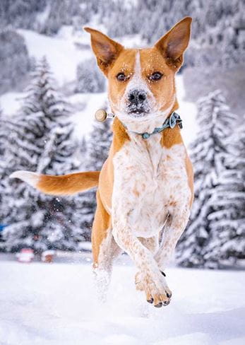 Dog running in deep snow in Aspen