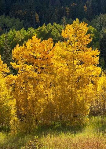 Aspen trees in fall color