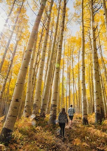 Aspen forest and two hikers in fall near Aspen