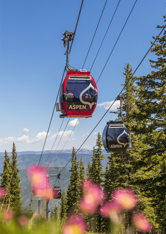 Silver Queen Gondolas in the summer, above pink wild flowers at Aspen Mountain