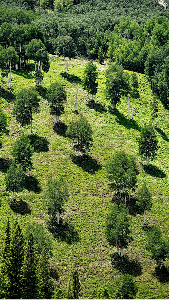 aerial view of spaced trees on the summer slopes of Aspen Highlands