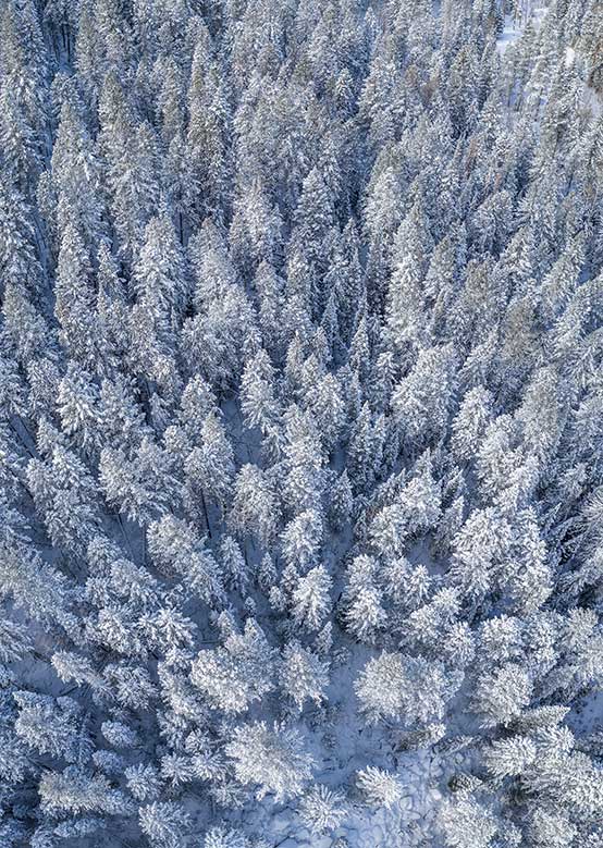 Snowy pines from the air - Environment Foundation at Aspen Snowmass