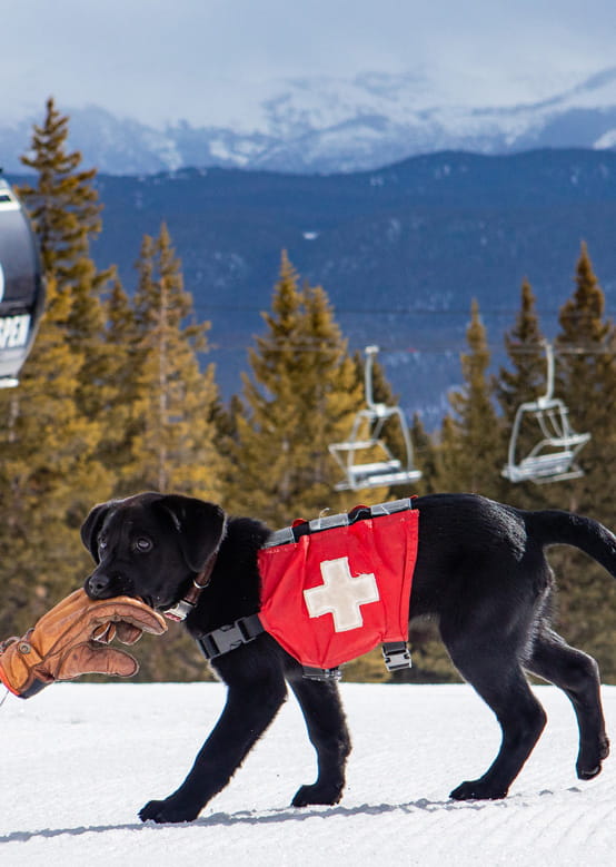 Pet friendly lodging in Aspen Snowmass