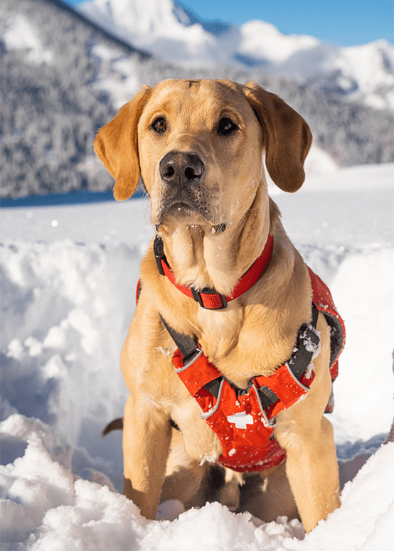 Yellow lab sits in snow with his red ski patrol harness on
