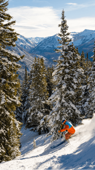 skier in the tries on the back bowl in aspen mountain, tall tree covered in snow on a blue day