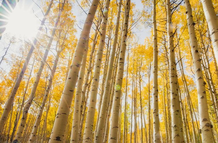 Tall aspens in fall color in Colorado