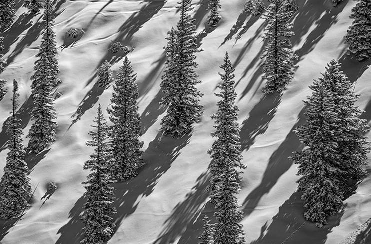 Black and white photo of spaced out pine trees and a ski run