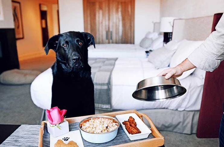 A dog gets room service in Aspen