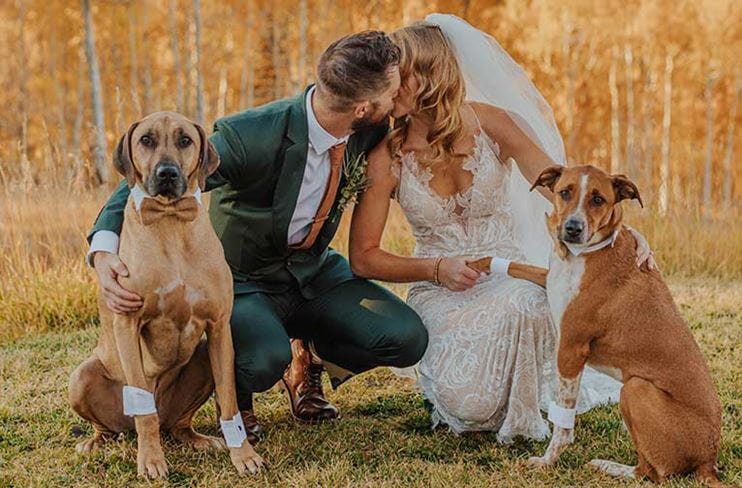Bride and groom kiss with their dogs in fall at Snowmass