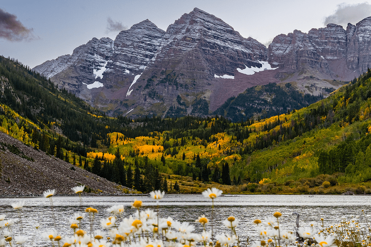 moody morning lighting on the maroon bells, white and yellow daisies in the foreground as trees start to change from charge to yellow