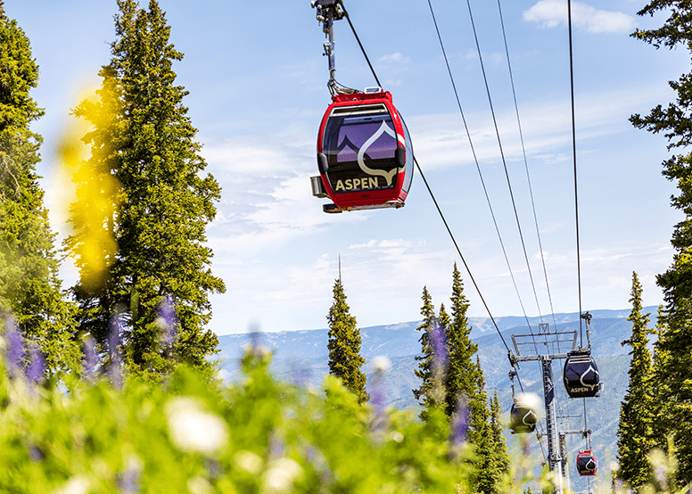 Silver queen gondola above green grass and purple and white yellow flowers as it takes people up to sightseeing 