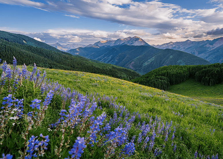 Green field on Buttermilk mountain, purple flowers line the fields and the sun sets purple and blue over the mountain