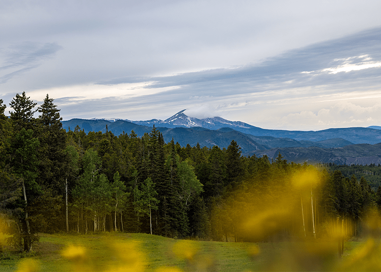 green summer field in buttermilk, yellow flowers in the foreground and gray summer skies above