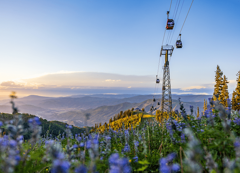 Purple and white flowers on aspen mountain under gold and blue summer skies on aspen mountain