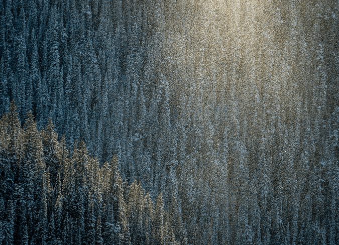 Close up of pine trees on the mountain side of Aspen Snowmass, snow glitters in the morning light