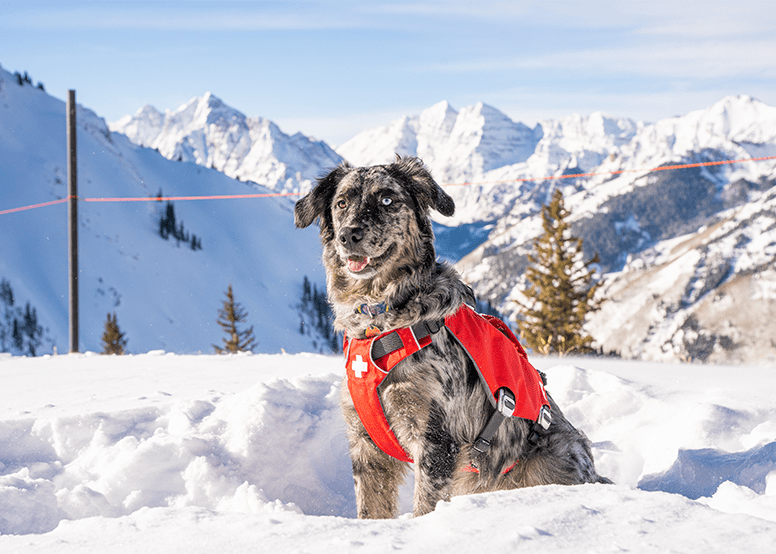Aspen Snowmass patrol dog sits in front og the maroon bells, with his red patrol vest on. The dog is a merle colored sheep dog mix.