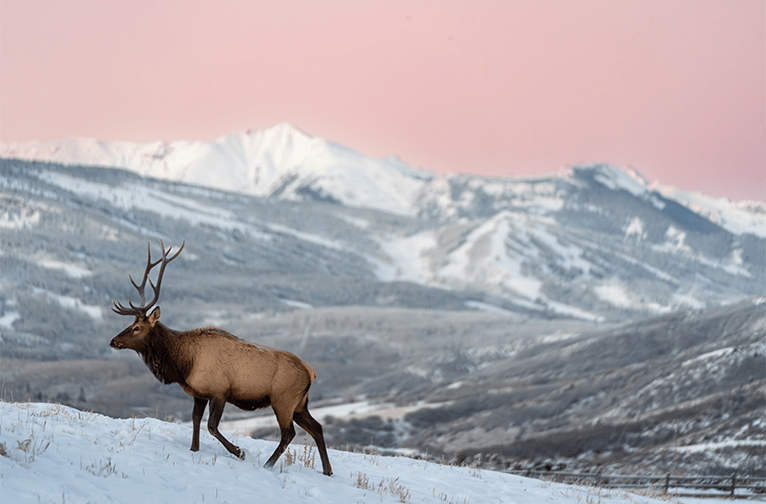 Elk walks up a snowy hill with white mountains behind his large antler rack, with the pink sky above