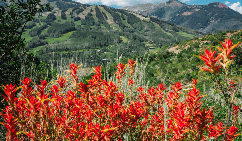 Red indian paintbrush wildflowers on snowmass mountain, ski runs can be seen in distance in background