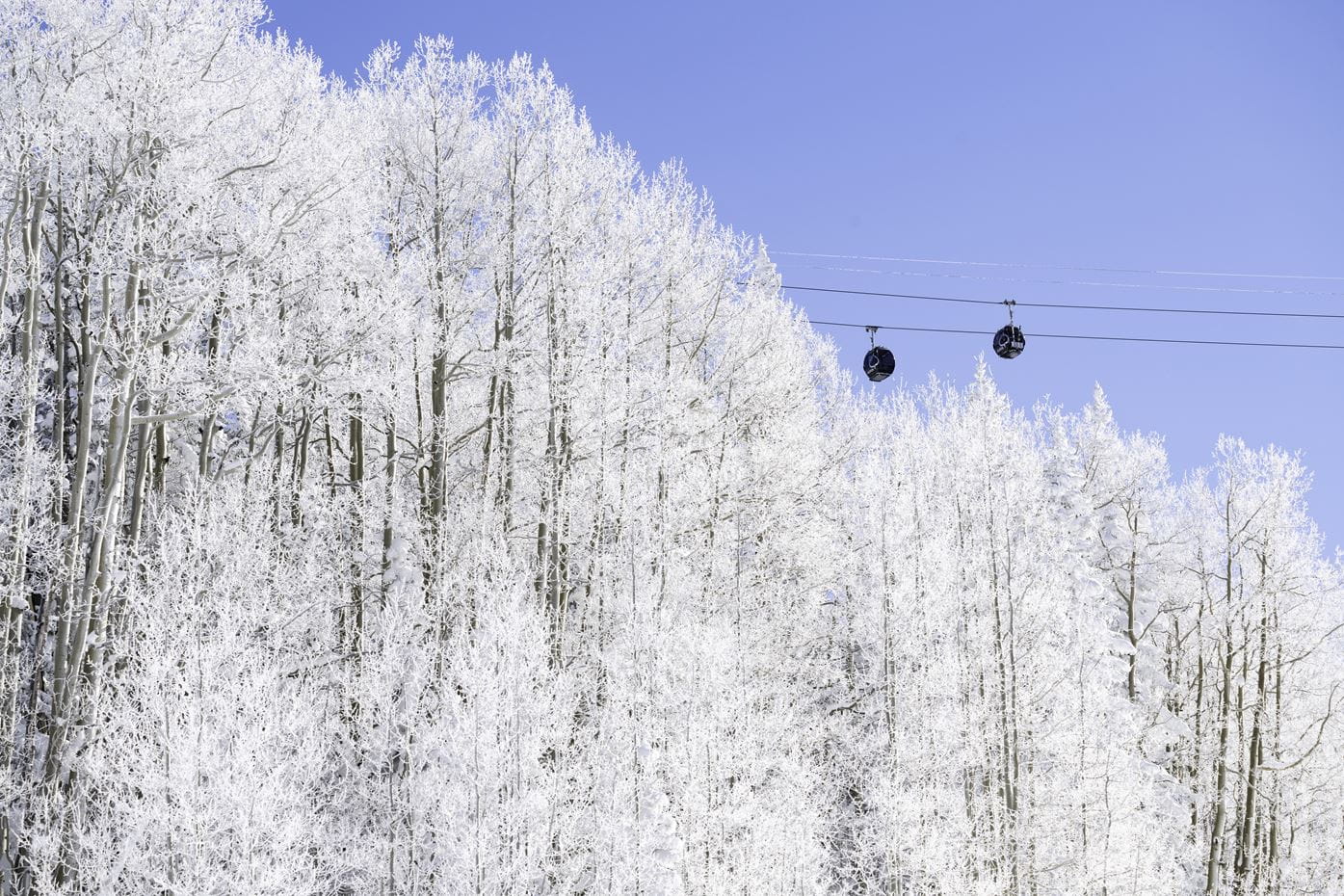 Snow coated Aspen trees with gondola in background 