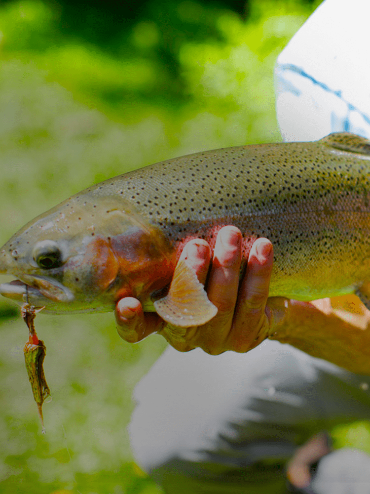 Fly Fishing at The Little Nell